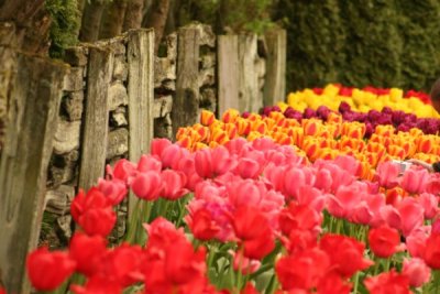 Tulip Visit 2009 130-.jpg