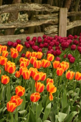 Tulip Visit 2009 131-.jpg