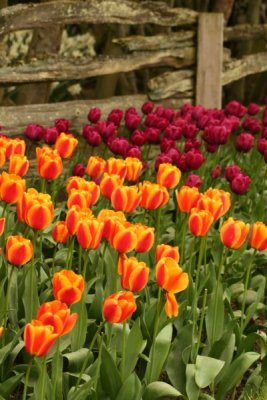 Tulip Visit 2009 132-.jpg