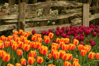 Tulip Visit 2009 133-.jpg