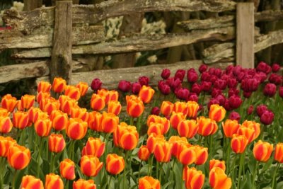 Tulip Visit 2009 134-.jpg