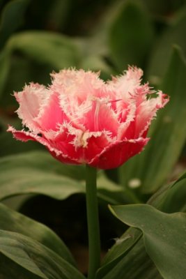Tulip Visit 2009 136-.jpg