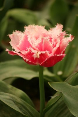 Tulip Visit 2009 137-.jpg