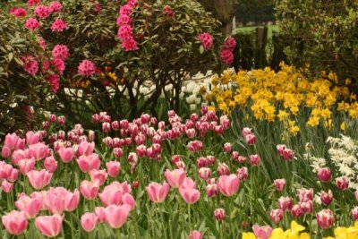 Tulip Visit 2009 144-.jpg