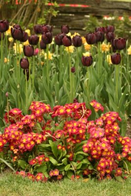 Tulip Visit 2009 149-.jpg