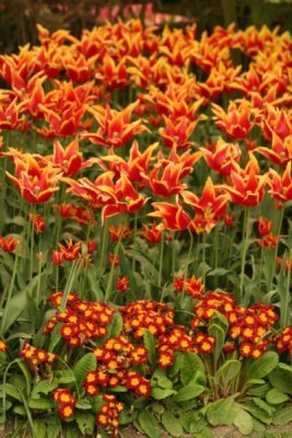 Tulip Visit 2009 152-.jpg