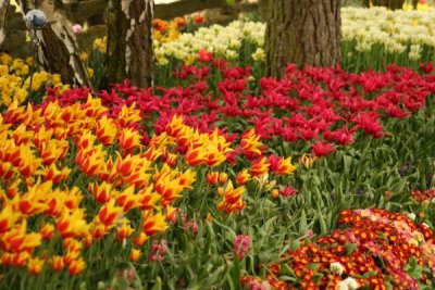 Tulip Visit 2009 155-.jpg