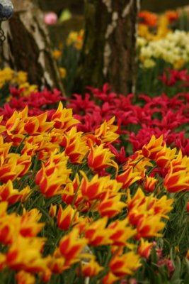 Tulip Visit 2009 156-.jpg