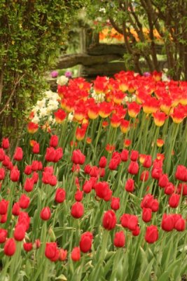 Tulip Visit 2009 162-.jpg