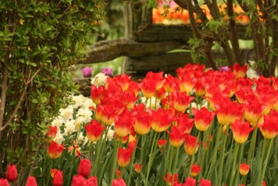 Tulip Visit 2009 163-.jpg