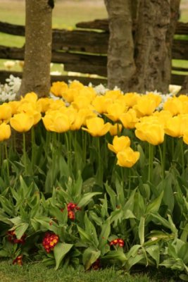 Tulip Visit 2009 164-.jpg