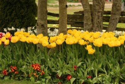 Tulip Visit 2009 165-.jpg
