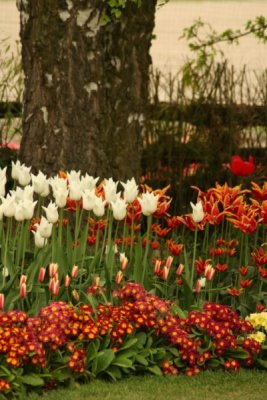 Tulip Visit 2009 166-.jpg