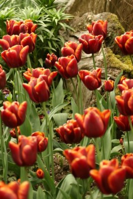 Tulip Visit 2009 170-.jpg