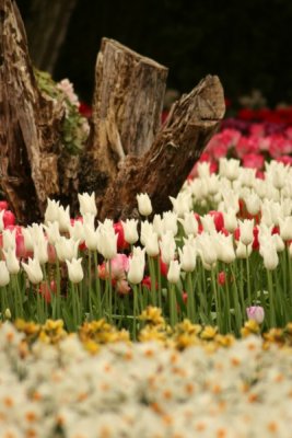 Tulip Visit 2009 173-.jpg