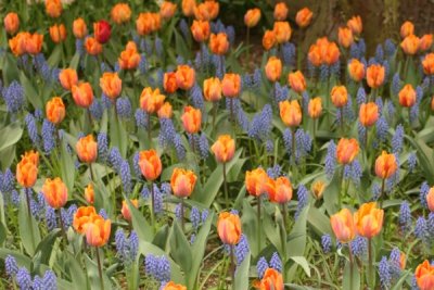 Tulip Visit 2009 180-.jpg