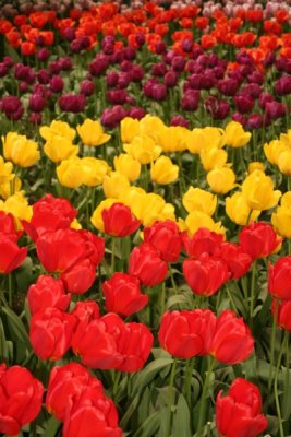 Tulip Visit 2009 191-.jpg