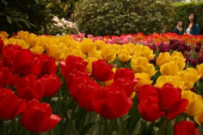 Tulip Visit 2009 193-.jpg