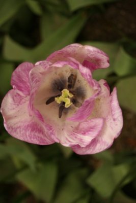 Tulip Visit 2009 194-.jpg