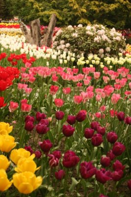 Tulip Visit 2009 195-.jpg