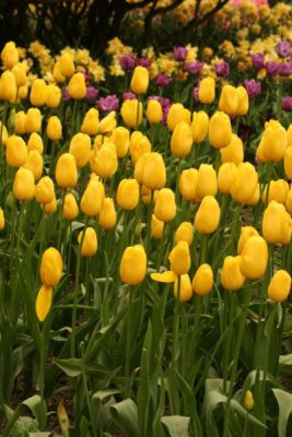 Tulip Visit 2009 197-.jpg