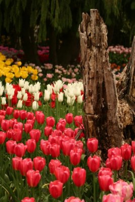 Tulip Visit 2009 199-.jpg