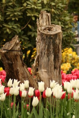 Tulip Visit 2009 200-.jpg