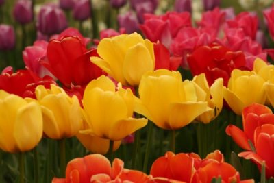 Tulip Visit 2009 203-.jpg