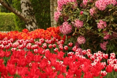 Tulip Visit 2009 207-.jpg