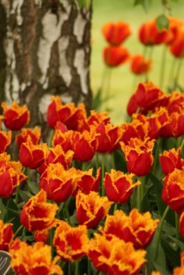 Tulip Visit 2009 210-.jpg
