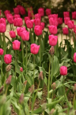 Tulip Visit 2009 214-.jpg