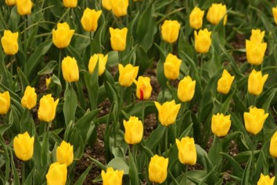Tulip Visit 2009 216-.jpg