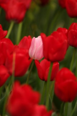 Tulip Visit 2009 217-.jpg