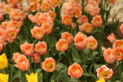 Tulip Visit 2009 218-.jpg