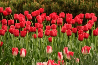 Tulip Visit 2009 219-.jpg