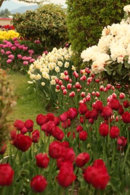 Tulip Visit 2009 220-.jpg