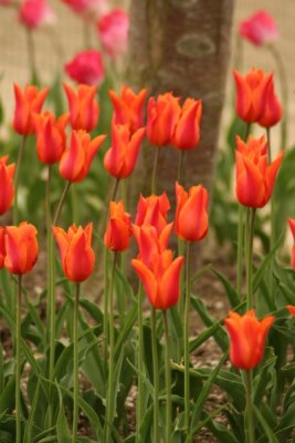 Tulip Visit 2009 222-.jpg