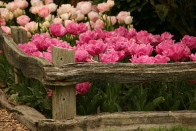 Tulip Visit 2009 223-.jpg