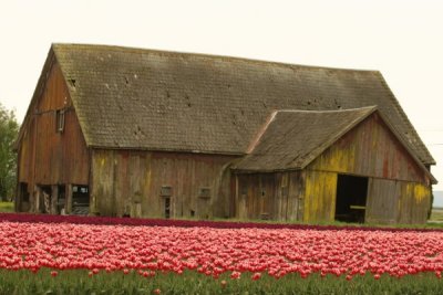Tulip Visit 2009 224-.jpg