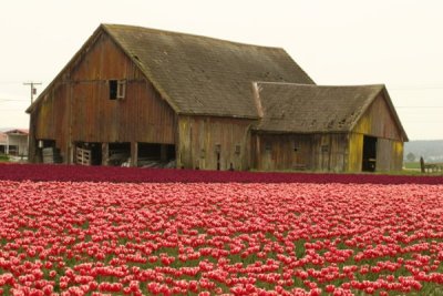 Tulip Visit 2009 227-.jpg