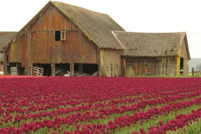 Tulip Visit 2009 228-.jpg