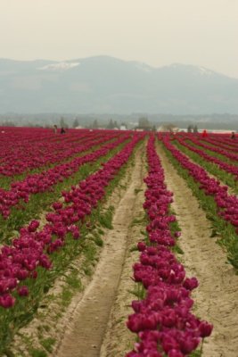 Tulip Visit 2009 231-.jpg