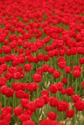 Tulip Visit 2009 235-.jpg