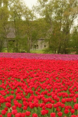 Tulip Visit 2009 236-.jpg