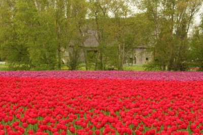 Tulip Visit 2009 237-.jpg