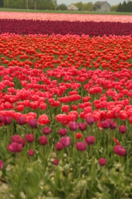 Tulip Visit 2009 238-.jpg