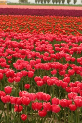 Tulip Visit 2009 240-.jpg