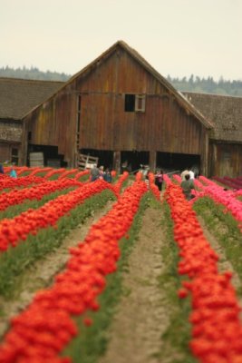 Tulip Visit 2009 241-.jpg