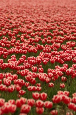Tulip Visit 2009 242-.jpg