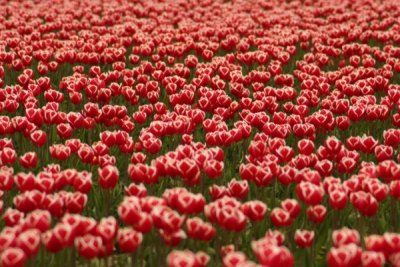Tulip Visit 2009 243-.jpg